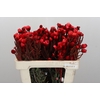 Kaaps Groen Phaenocoma Red