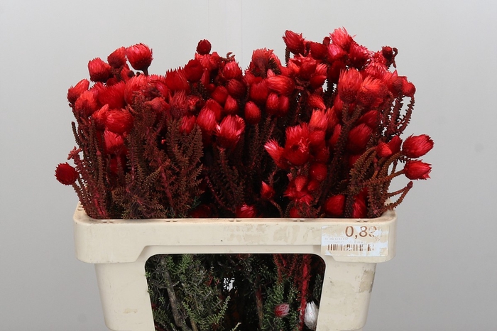 <h4>Kaaps Groen Phaenocoma Red</h4>