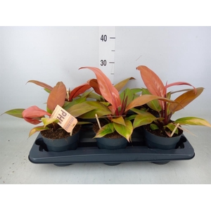 Philodendron  'Prince Of Orange'