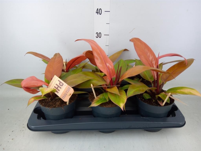 <h4>Philodendron  'Prince Of Orange'</h4>