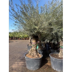 Olea europaea (Olijf) stam