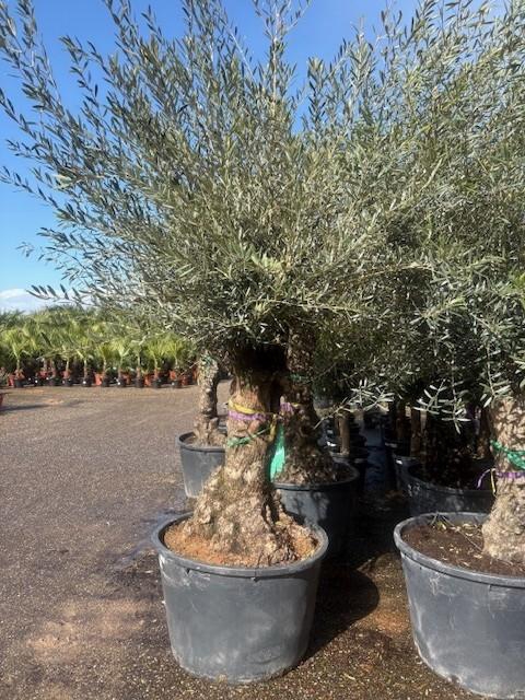 <h4>Olea europaea (Olijf) stam</h4>