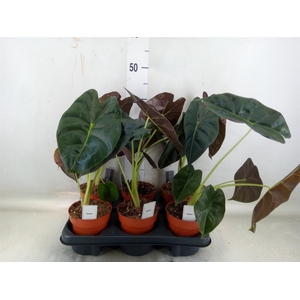 Alocasia   ...