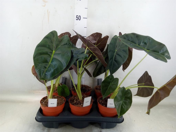 <h4>Alocasia ...</h4>