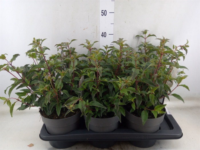 <h4>Fuchsia  'Madame Cornelissen'</h4>