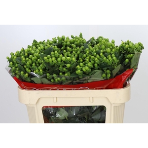 Hypericum Jungle Romance Spray