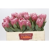 Protea Penny Pink