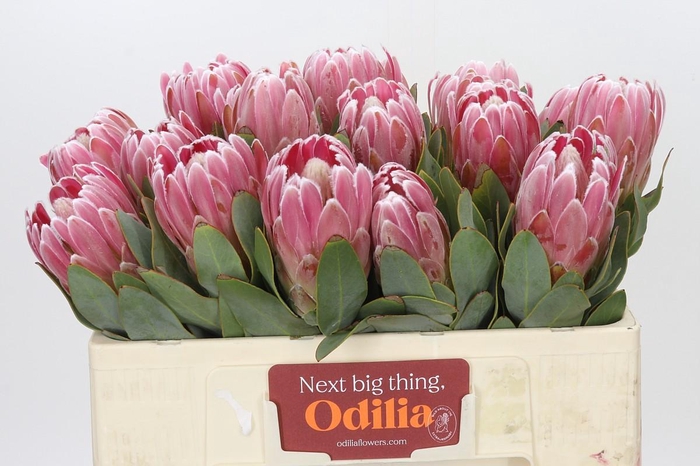 Protea Penny Pink