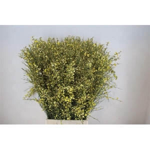 Ginster 400gr Yellow P Bunch