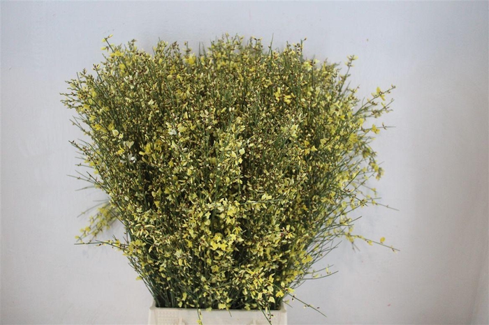 <h4>Ginster 400gr Yellow P Bunch</h4>