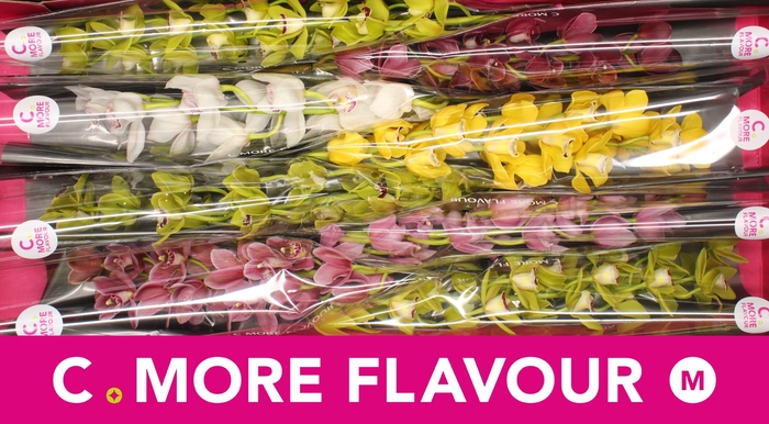 <h4>CYMB MI GEM</h4>