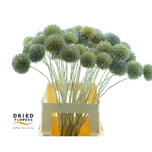 Dried Eryngium Blue