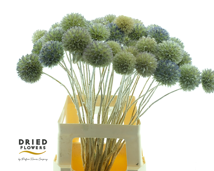 <h4>Dried Eryngium Blue</h4>