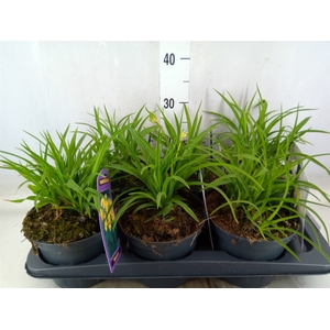 Hemerocallis  'Stella de Oro'