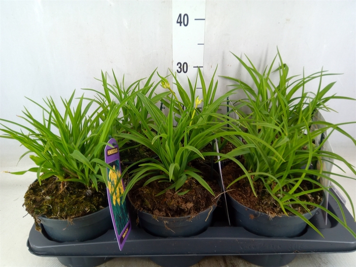 <h4>Hemerocallis  'Stella de Oro'</h4>