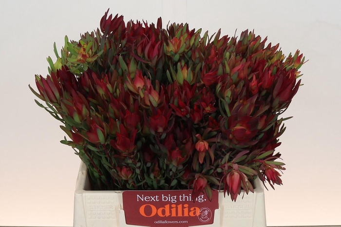 <h4>LEUCAD SAL BLUSH</h4>