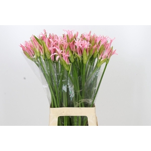 Nerine bowdenii 'Vesta K'