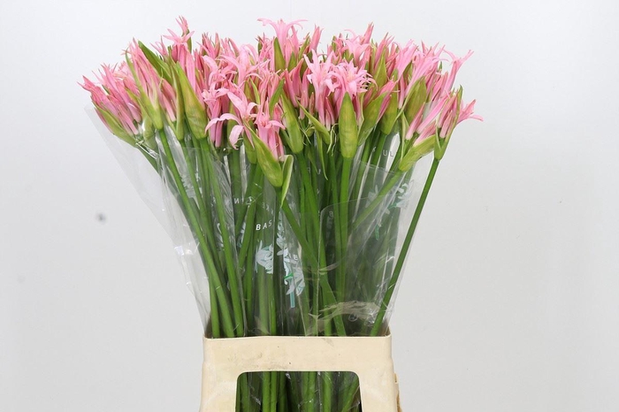 <h4>Nerine bowdenii 'Vesta K'</h4>