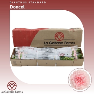Dianthus St Doncel
