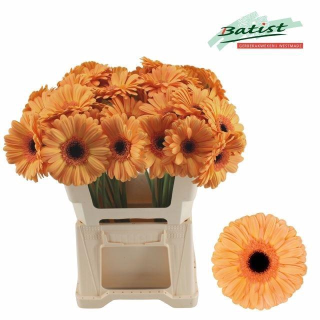 <h4>GERBERA JETSET</h4>