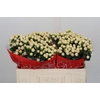Hypericum Cool Romance