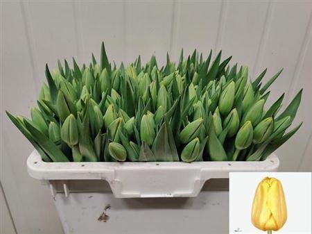 <h4>Tu En Golden Parade</h4>