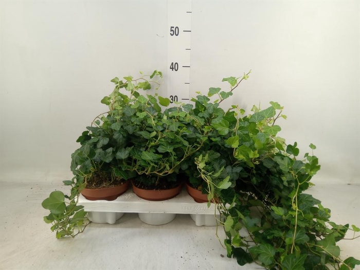 <h4>Hedera helix 'Wonder'</h4>