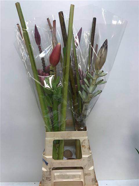<h4>MUSA ORNATA</h4>