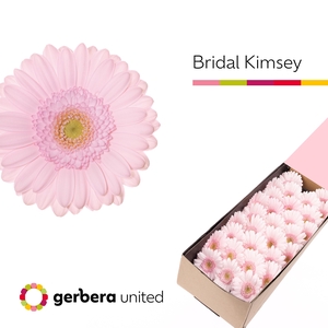 Germini Bridal Kimsey Doos
