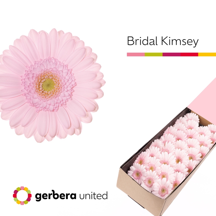 <h4>Germini Bridal Kimsey Doos</h4>