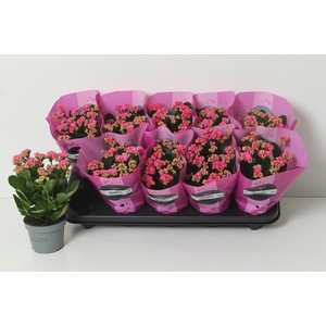 KAL GE PERFECTA PURP