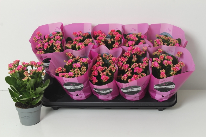 <h4>Kal Ge Perfecta Purp</h4>