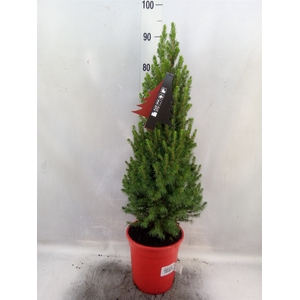 Picea glauca 'Perfecta'