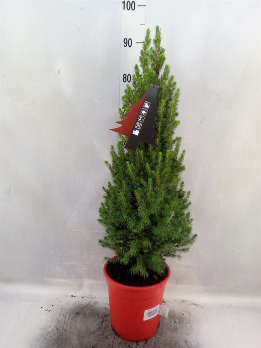 <h4>Picea glauca 'Perfecta'</h4>