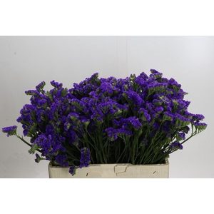Limonium Crystal Dark Blue