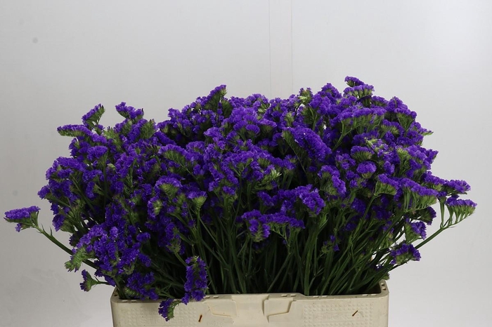 <h4>Limonium Crystal Dark Blue</h4>