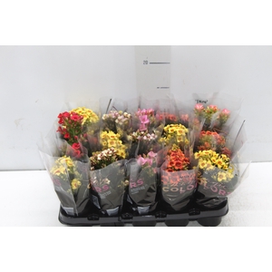 KALANCHOE P06 BICOLOR