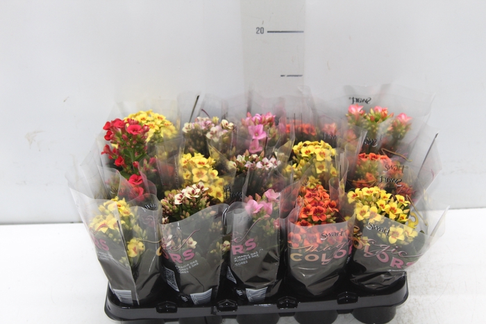 <h4>KALANCHOE P06 BICOLOR</h4>