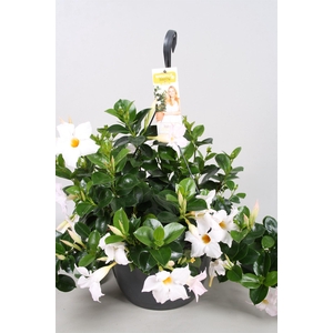 Mandevilla sand. 'SumStar White'