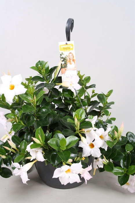 <h4>Mandevilla sand. 'SumStar White'</h4>
