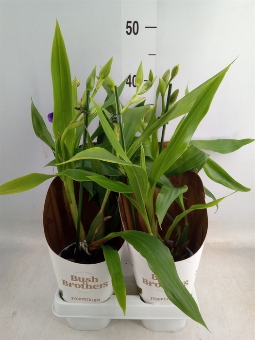 <h4>Zygopetalum  'Louisendorf'</h4>