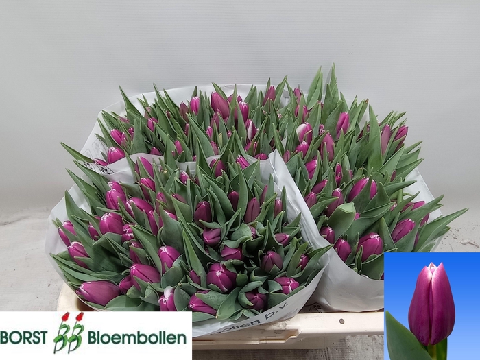 <h4>TU EN ANGELS SHARE</h4>