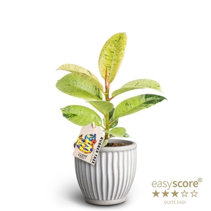 FICUS ELASTICA P10 SHIVERIANA ATHENA