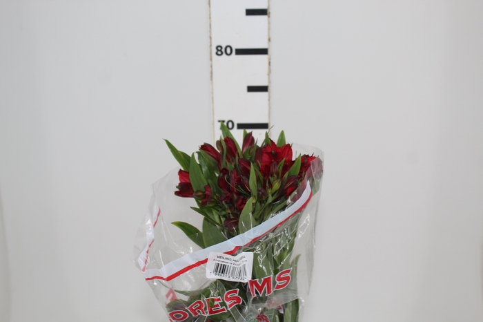 <h4>ALSTROEMERIA NATALYA 080 CM</h4>