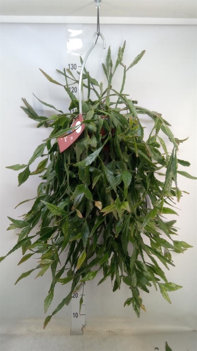 <h4>Rhipsalis elliptica</h4>