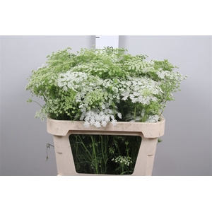 Ammi Majus Graceland