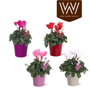 Cyclamen in Bombé