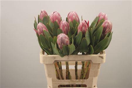 <h4>Protea Carnival</h4>