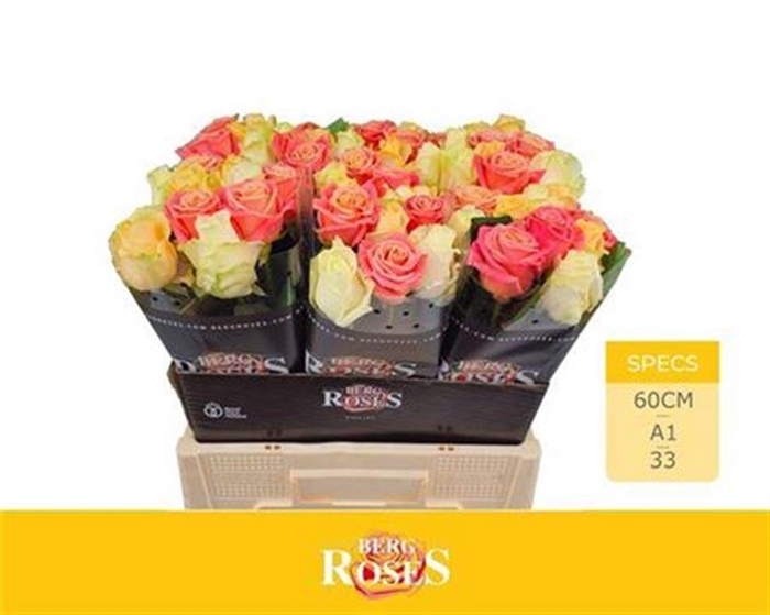 <h4>R Gr Avalan Gem Bs</h4>