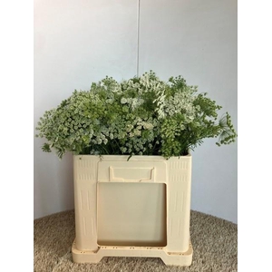 AMMI MAJUS